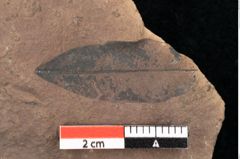 Foto (Detailsansicht) von Quercus palaeoilex Ettingshausen (NHMW-GEO-2024-0188-0808)